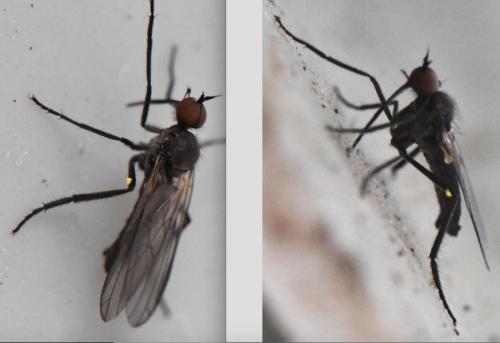 Réf. 298 912 : Empis sp.